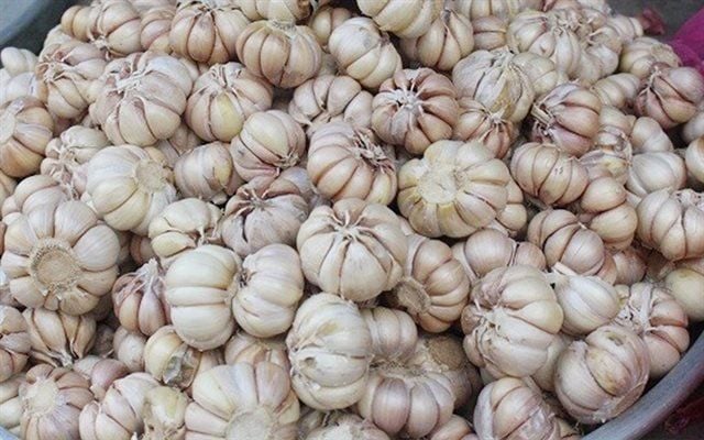 Tỏi củ to - 1kg - Bóc vỏ rất nhanh và dễ – TỎI ĐEN LÝ SƠN DORI