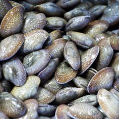 Sò lụa tươi sống - Hải Sản Hoàng Gia