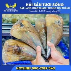 Sò mai sống size lớn