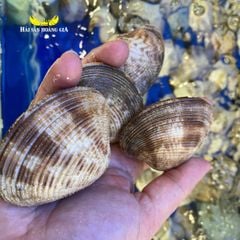 Nghêu sần tươi sống