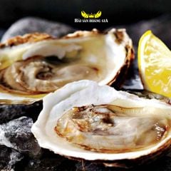 Hàu giống pháp - Hải Sản Hoàng Gia