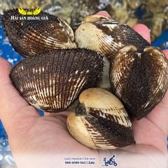 Sò lông tươi sống