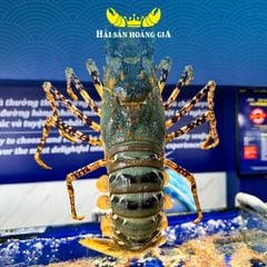 Tôm Hùm Bông - Hải Sản Hoàng Gia