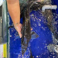 Cá Tầm Tươi Sống - Hải Sản Hoàng Gia