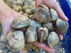 Nghêu sần tươi sống