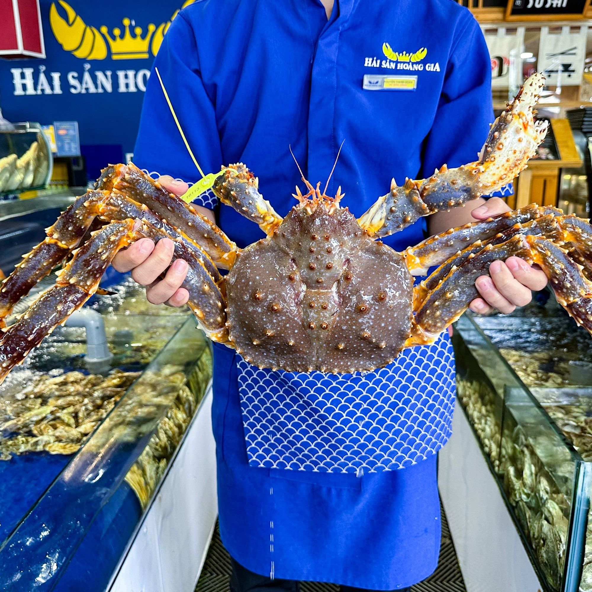  King Crab Xanh - Sống 