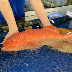 Cá Mú Đỏ Tươi Sống