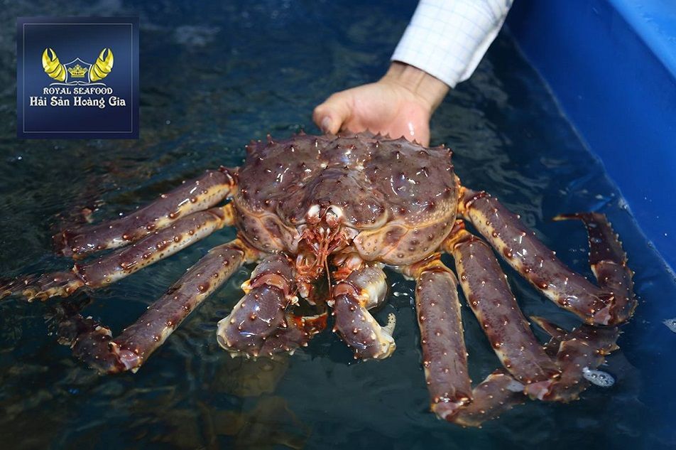  KING CRAB 