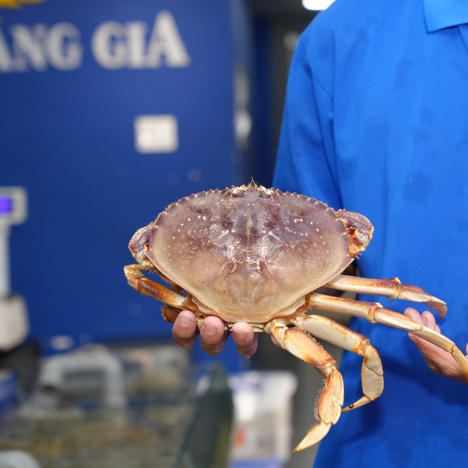  Cua Biển Canada (Cua Dungeness) - Sống 