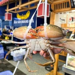 Cua Thịt Cà Mau Không Dây