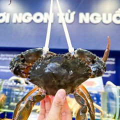 Cua Thịt Cà Mau Không Dây