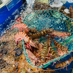 Tôm sú biển tươi sống tại Hải Sản Hoàng Gia