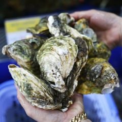 Hàu giống pháp - Hải Sản Hoàng Gia