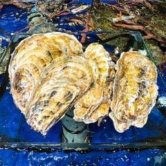 hàu vàng hàn quốc