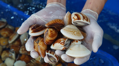 Nghêu Biển Tươi Sống - Hải Sản Hoàng Gia