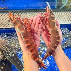 Tôm Sú Thiên Nhiên