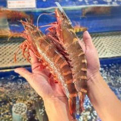 Tôm Sú Thiên Nhiên