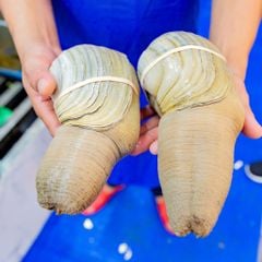 Ốc vòi voi tại Hải Sản Hoàng Gia