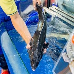 Cá tầm sống - Hải Sản Hoàng Gia