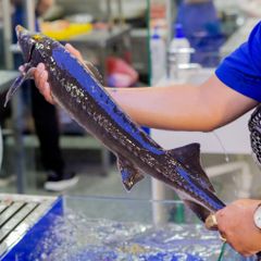 Cá Tầm Tươi Sống - Hải Sản Hoàng Gia