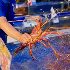 Tôm Hùm Tây Úc - Hải Sản Hoàng Gia