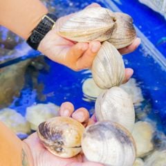 Sò Tộ - Hải Sản Hoàng Gia