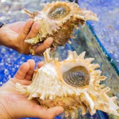 Ốc Gai - Hải Sản Hoàng Gia