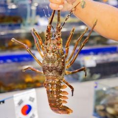 Tôm Hùm Xanh (Size Đặc Biệt)