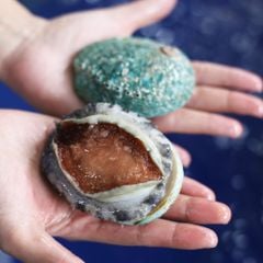 Bào Ngư Úc Xanh Ngọc Bích