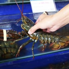 Tôm Hùm Canada Chix