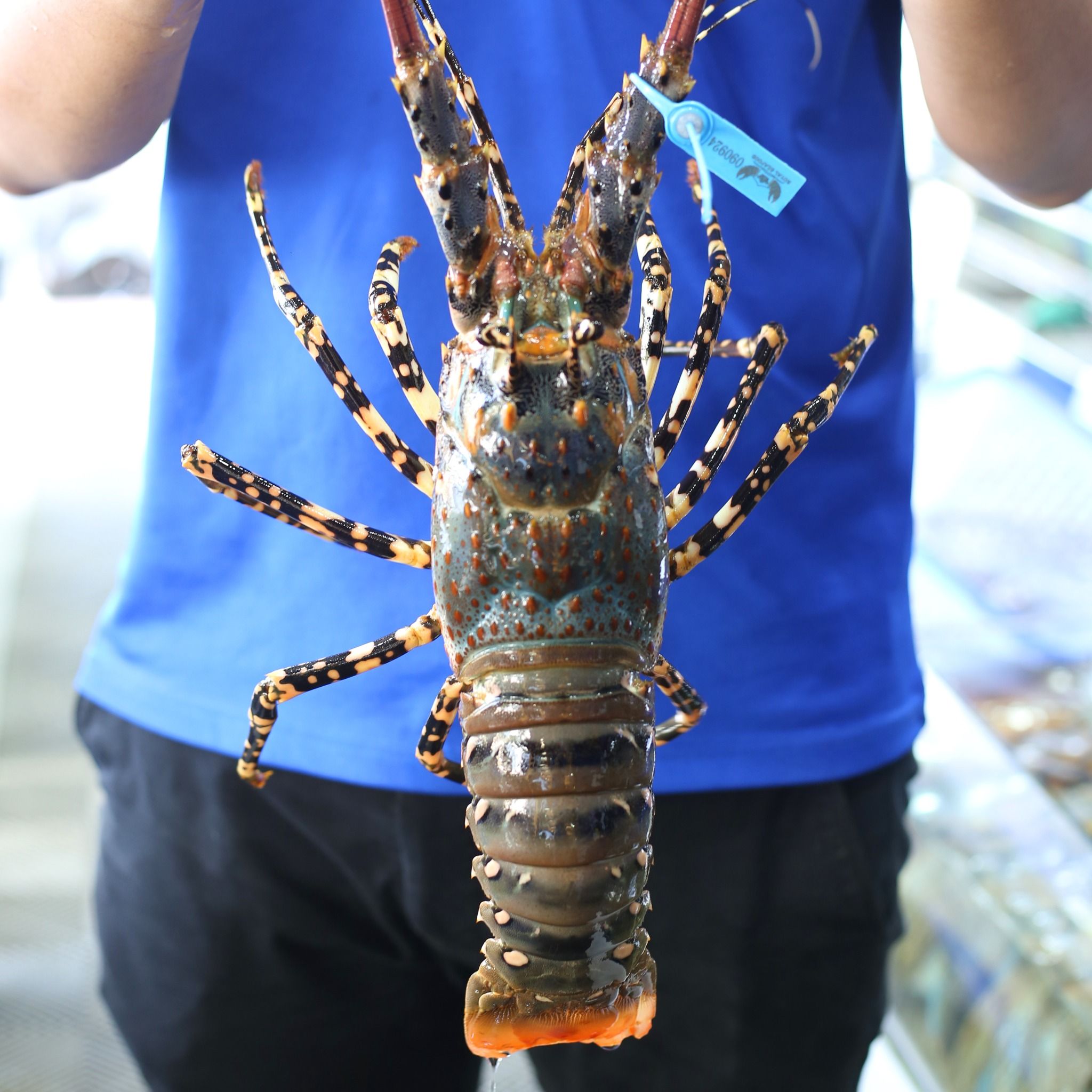 Tôm Hùm Bông, Tôm Hùm Bông Tphcm, Tôm Hùm Bông Tươi Sống