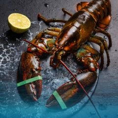 Tôm Hùm Canada Chix