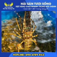 Tôm Hùm Xanh (Size Đặc Biệt)