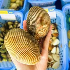 Sò Dương (kg) - Hải Sản Hoàng Gia