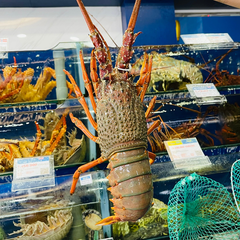 Tôm hùm đông úc - Hải Sản Hoàng Gia