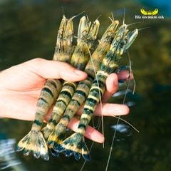 Tôm sú biển tươi sống tại Hải Sản Hoàng Gia