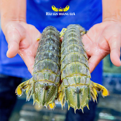 Tôm tít size lớn - Hải Sản Hoàng Gia