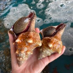 Ốc Đỏ - Hải Sản Hoàng Gia