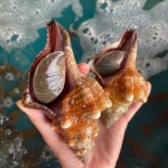 Ốc Đỏ - Hải Sản Hoàng Gia