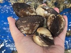 Sò lông tươi sống