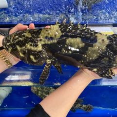 Cá Mú Trân Châu - Hải Sản Hoàng Gia