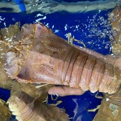 Tôm Mũ Ni Vàng - Hải Sản Hoàng Gia