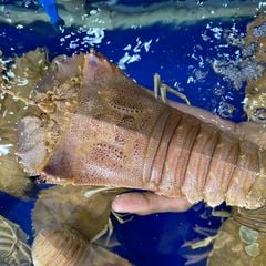 Tôm Mũ Ni Vàng - Hải Sản Hoàng Gia