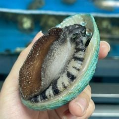 Bào Ngư Úc Xanh Ngọc Bích