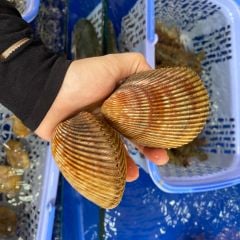 Sò Dương (kg) - Hải Sản Hoàng Gia