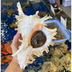 Ốc Gai - Hải Sản Hoàng Gia