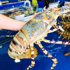 Tôm hùm bông úc (Size khủng)