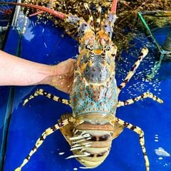 Tôm hùm bông úc (Size khủng)