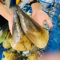 Sò mai sống size lớn