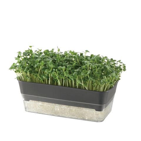 Khay trồng rau mầm Richell